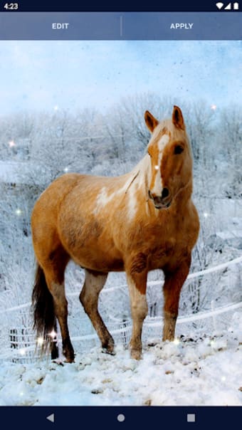 Majestic Horse Live Wallpaper