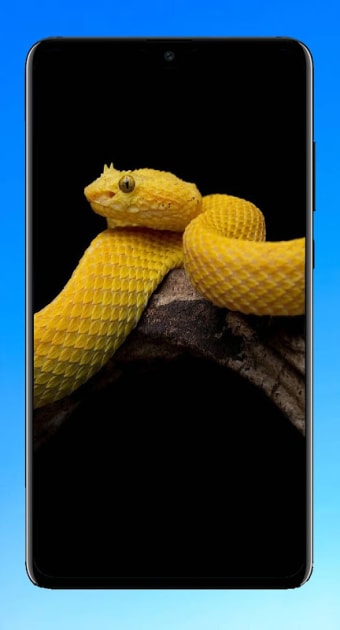 Snake Wallpaper 4K