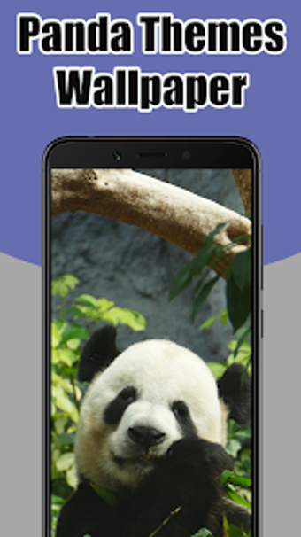 Panda Wallpaper Live Themes