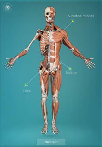 Anatomy Quiz - muscles and bones
