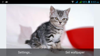 Cute Cats Live Wallpapers