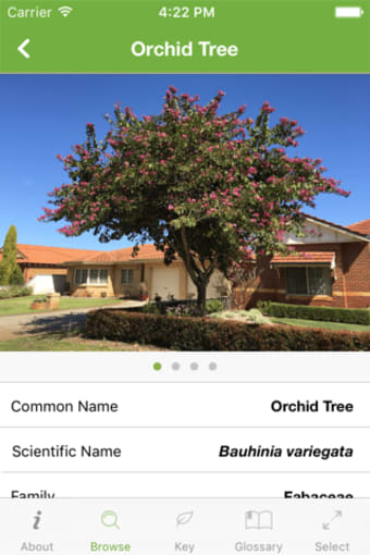 Tree ID Australia