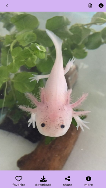 Pink Axolotl Pet :aesthetic 4k