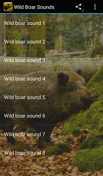 Wild Boar Sounds