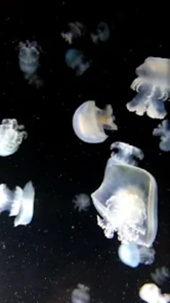 jellyfish live wallpaper