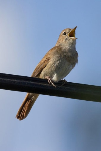 Appp.io - Nightingale bird song
