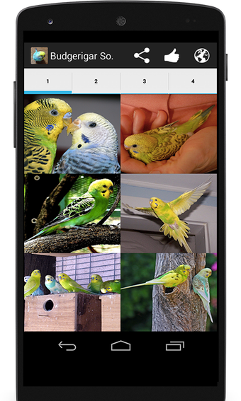 Budgerigar Sounds for Parakeet