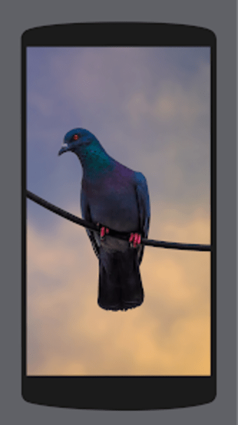Pigeon Wallpaper HD 4K