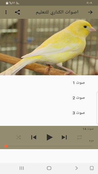 Canary sounds for education