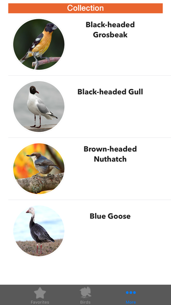 Birds of North America