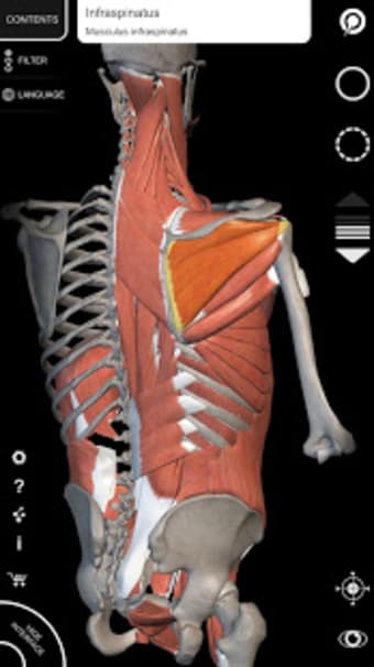 Muscle  Skeleton - 3D Atlas of Anatomy