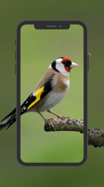European Goldfinch Wallpapers