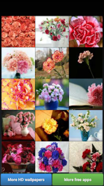 Carnation for Mum - Wallpapers