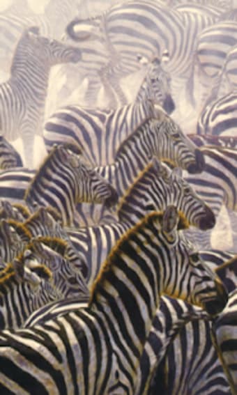 Cute Zebra Wallpapers