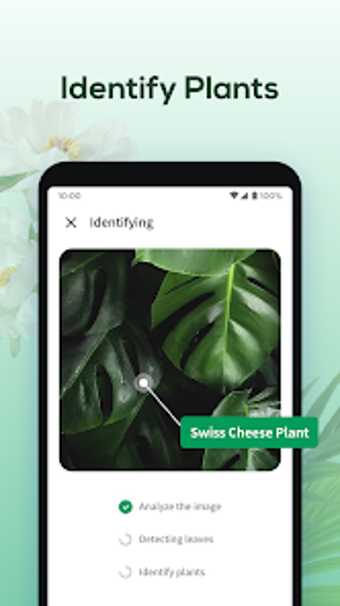 NextPlants - Plant Identifier