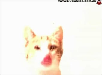 Cat Licking Screensaver