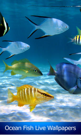 Ocean Fish Live Wallpapers