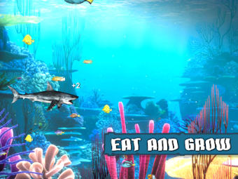 King of the Fish Tank: Its a fish eat fish world