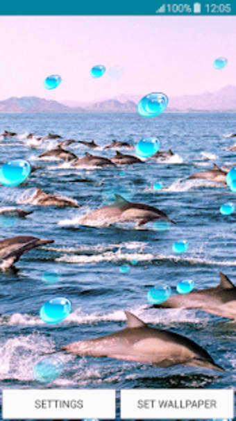 Live Wallpapers  Dolphins