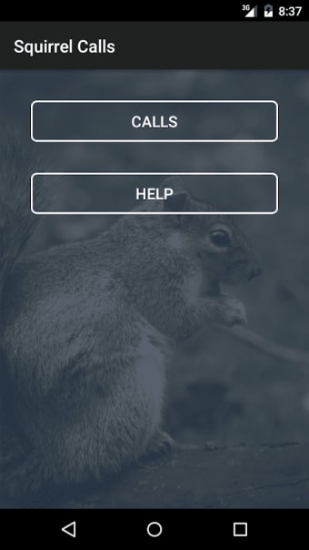 Squirrel Calls