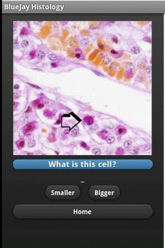 Organ Flashcards: Histology