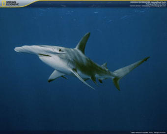 National Geographic Underwater Predators Screensaver