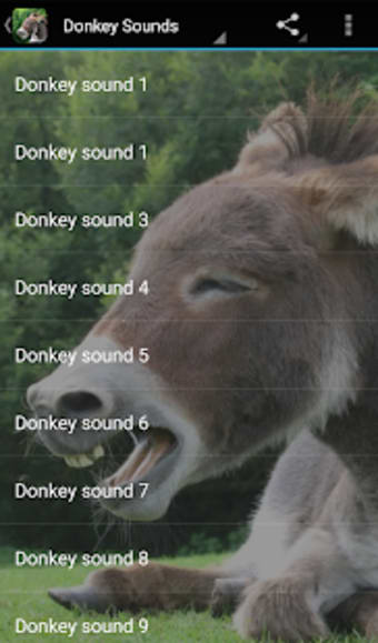 Donkey Sounds