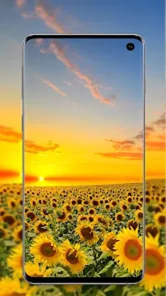 Sunflower Wallpaper