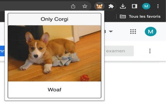 Only corgi