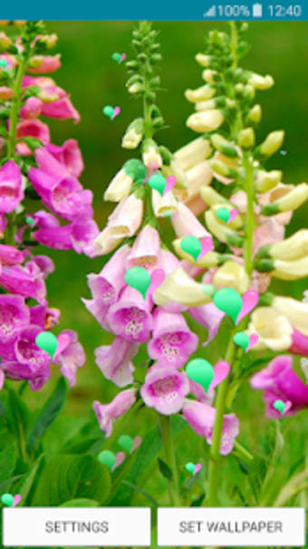 Live Wallpapers  Foxgloves