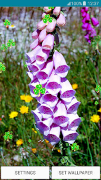 Live Wallpapers  Foxgloves