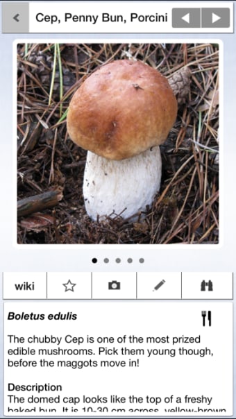 Mushrooms  other Fungi UK