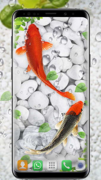 Koi Fish Live Wallpapers HD
