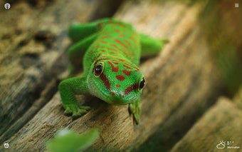 Gecko Lizard HD Wallpapers New Tab Theme