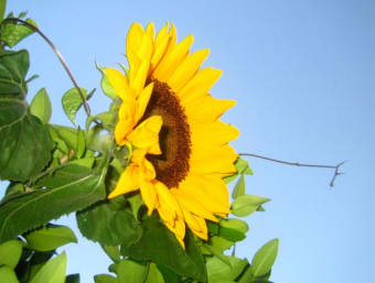 Beautiful Sunflowers Screensaver
