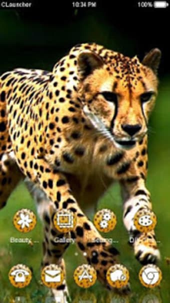 Wild Cheetah Animal Theme HD