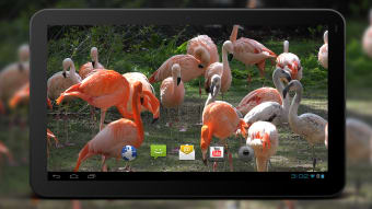 4K Flamingo Video Live Wallpapers