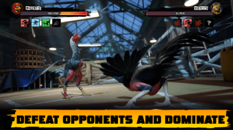 Rooster Fights