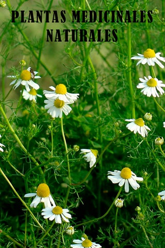 Plantas Medicinales Naturales