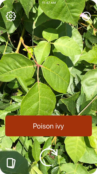 Poison Ivy