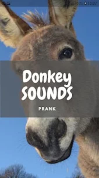 Donkey Sounds and Wallpapers