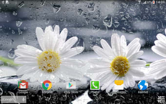 Daisies Flowers Live Wallpaper