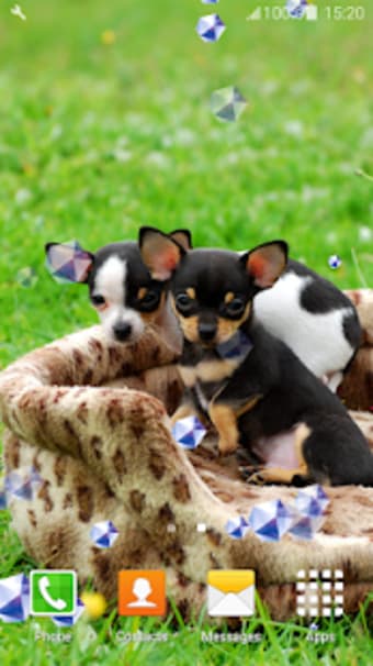 Chihuahuas Live Wallpapers