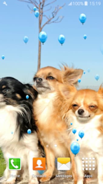 Chihuahuas Live Wallpapers
