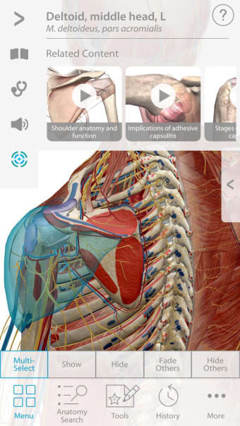 Muscle Premium - Human Anatomy Kinesiology Bones