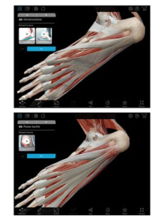 Muscle Premium - Human Anatomy Kinesiology Bones