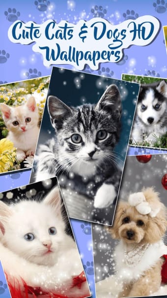 Cute Cat  Dog Live Wallpapers