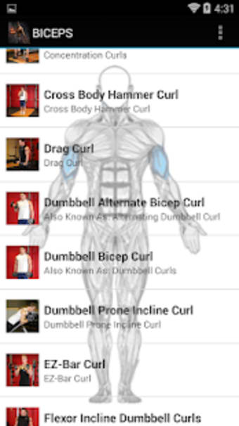 All Biceps exercises