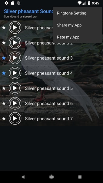 Silver pheasant sounds ~ Sboard.pro