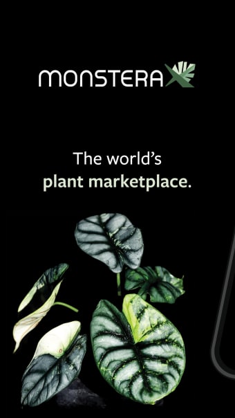 MonsteraX - World Plant Market